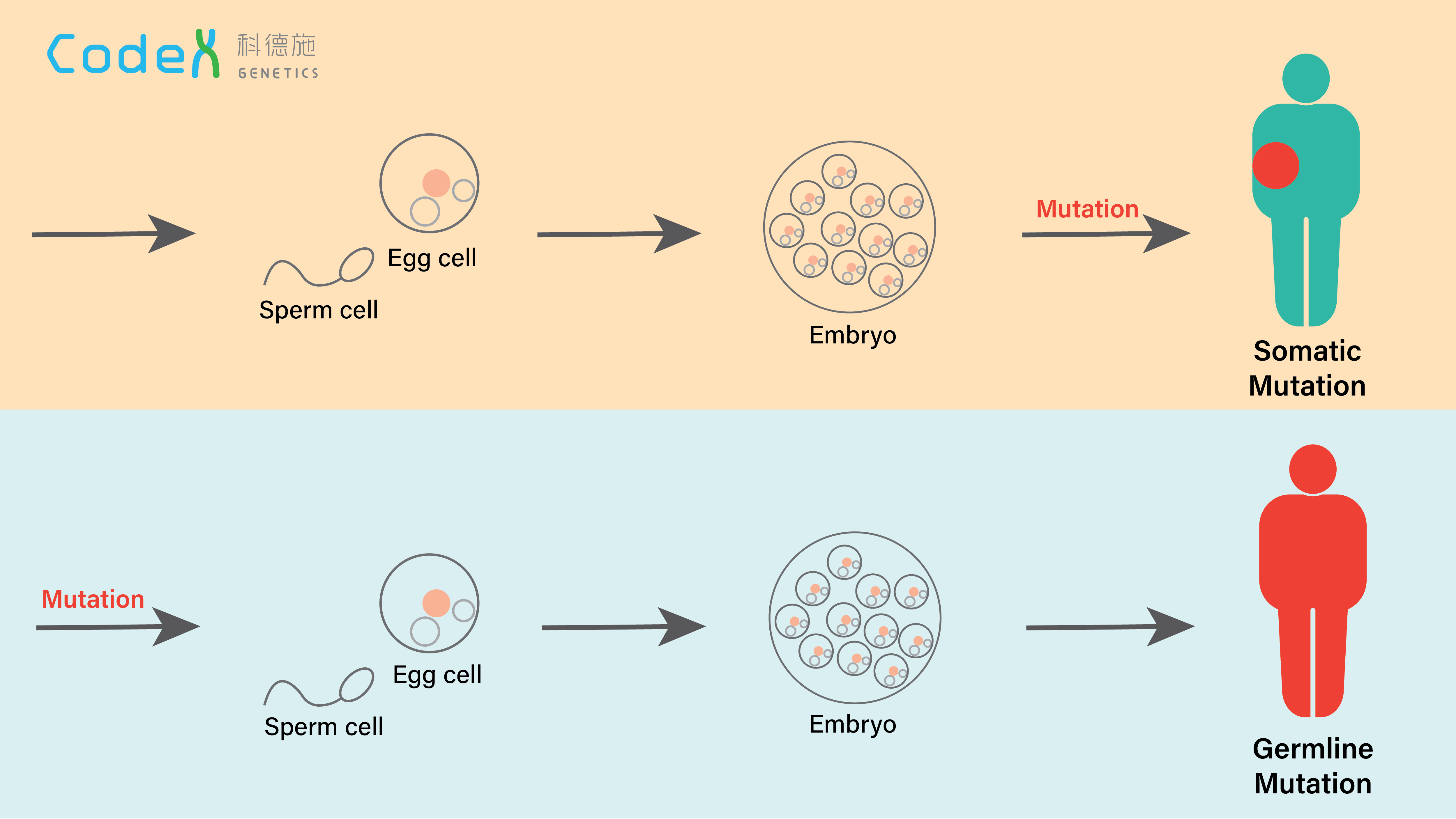 Somatic Mutation and Germline Mutation in Cancer Codex